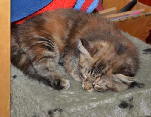 sibirisk katt Belinda